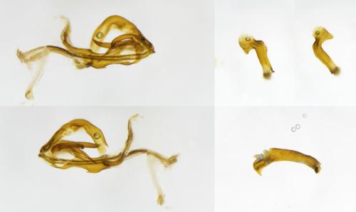 Nanocixius discrepans